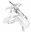 ukyo-samuraishodown64-concept-sketch6.png (31147 bytes)